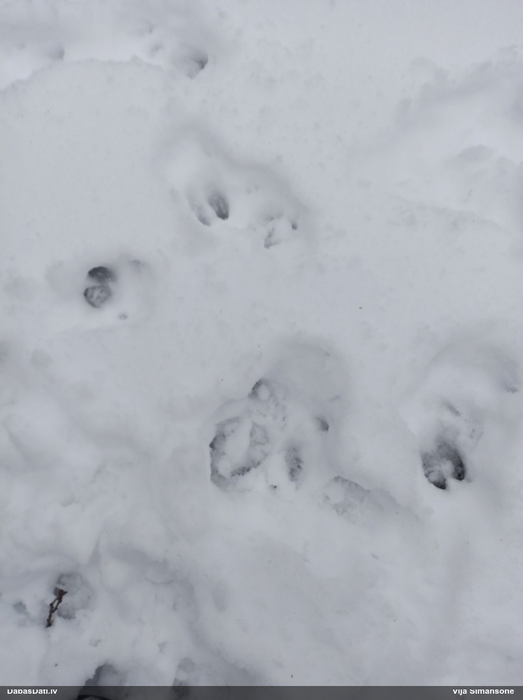 европейская косуля