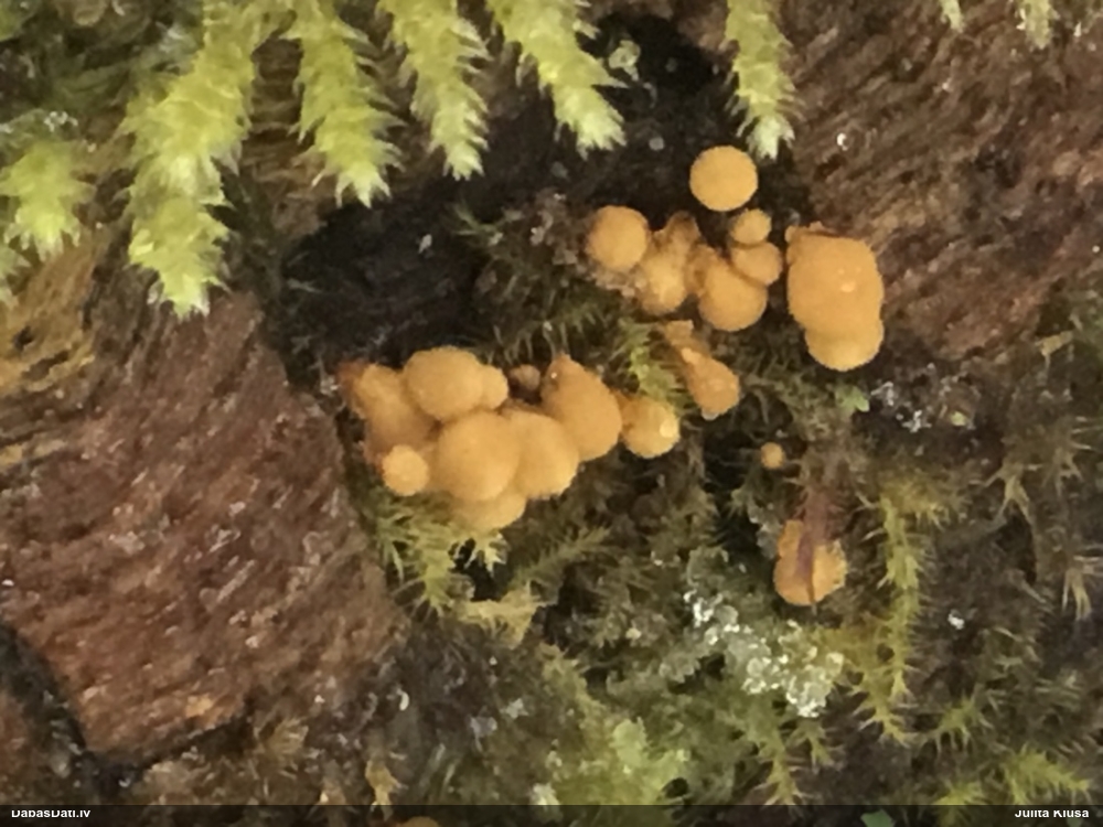 Apkaklītes hemitrihija