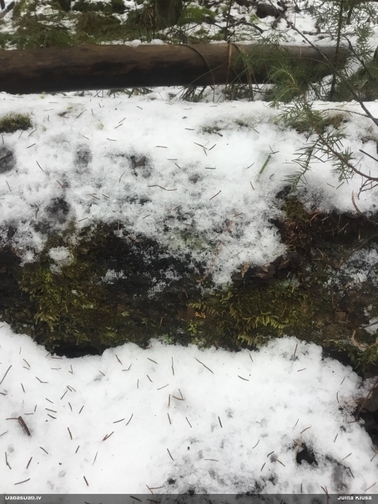 Apkaklītes hemitrihija