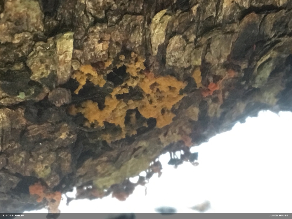 Daudzveidīgā trihija