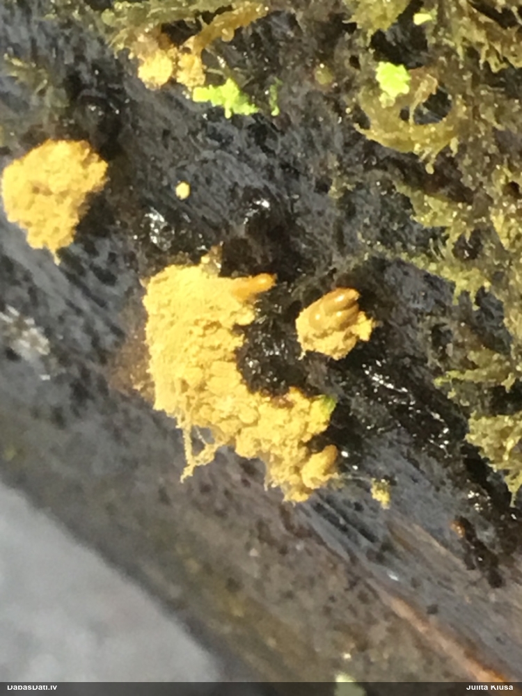 Ķeizariskā arcīrija