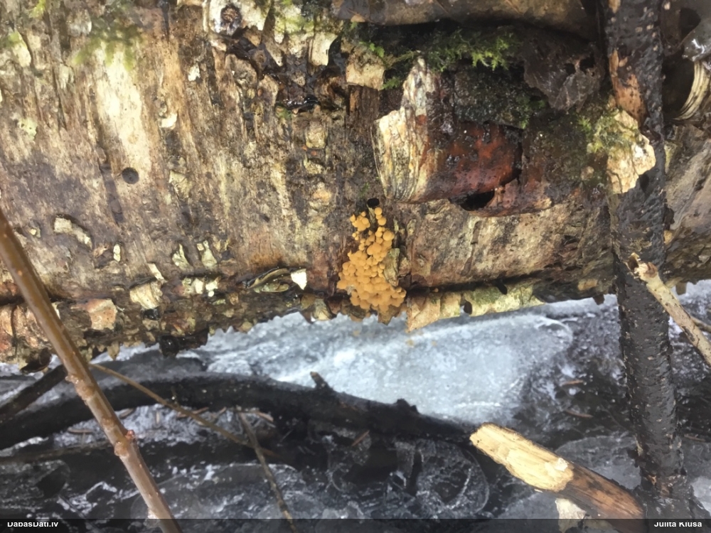 Apkaklītes hemitrihija