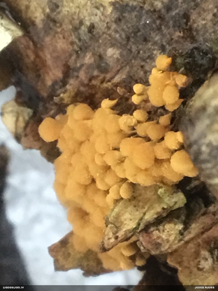 Apkaklītes hemitrihija