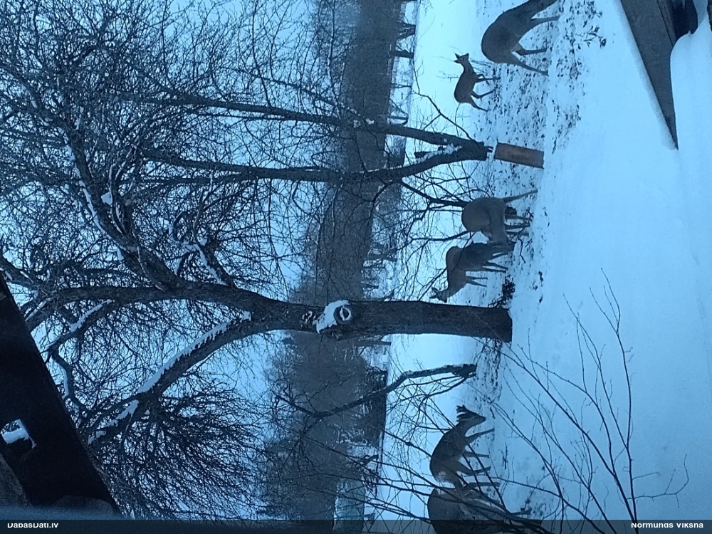 европейская косуля