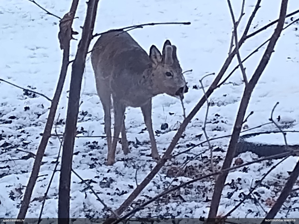 европейская косуля