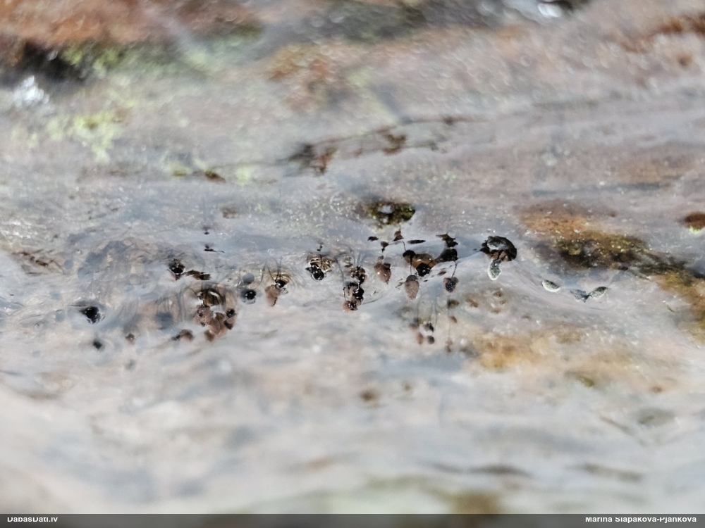 Smailās kocītes lielsporu varietāte