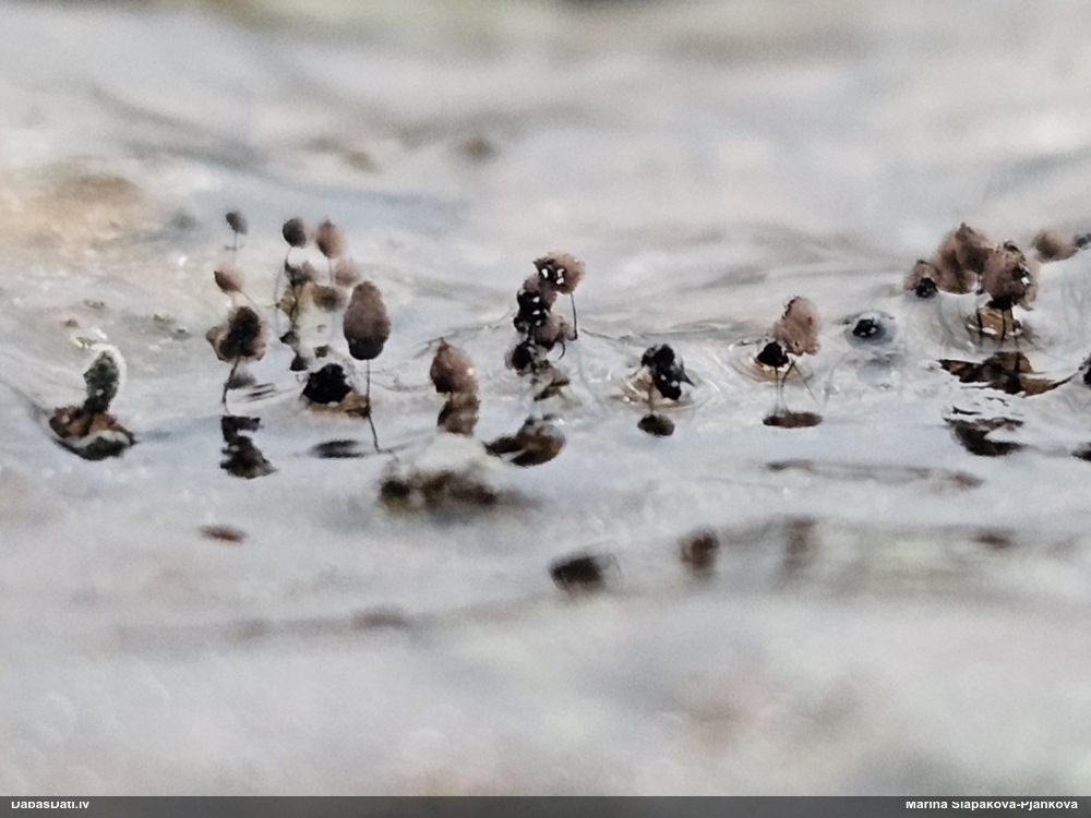 Smailā lielsporu komatrihija