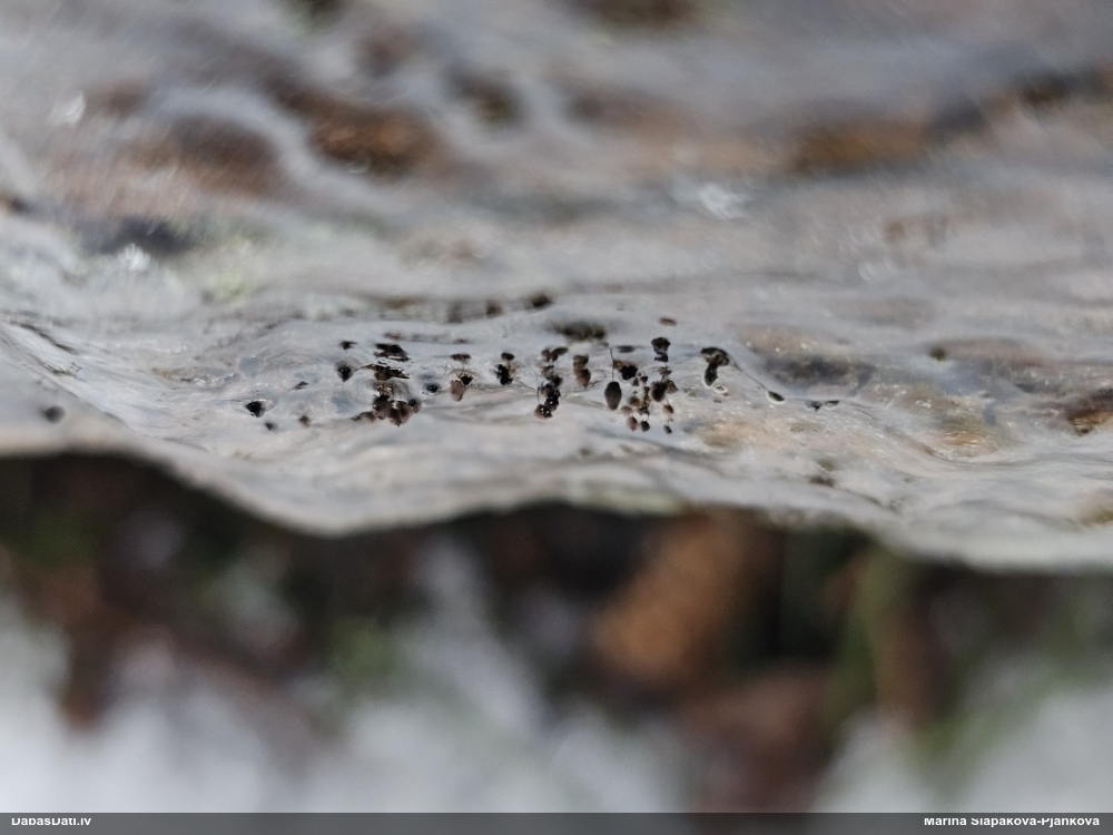 Smailās kocītes lielsporu varietāte