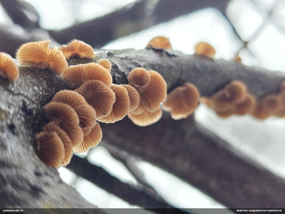 Lapiņsēne (nenosakāma)