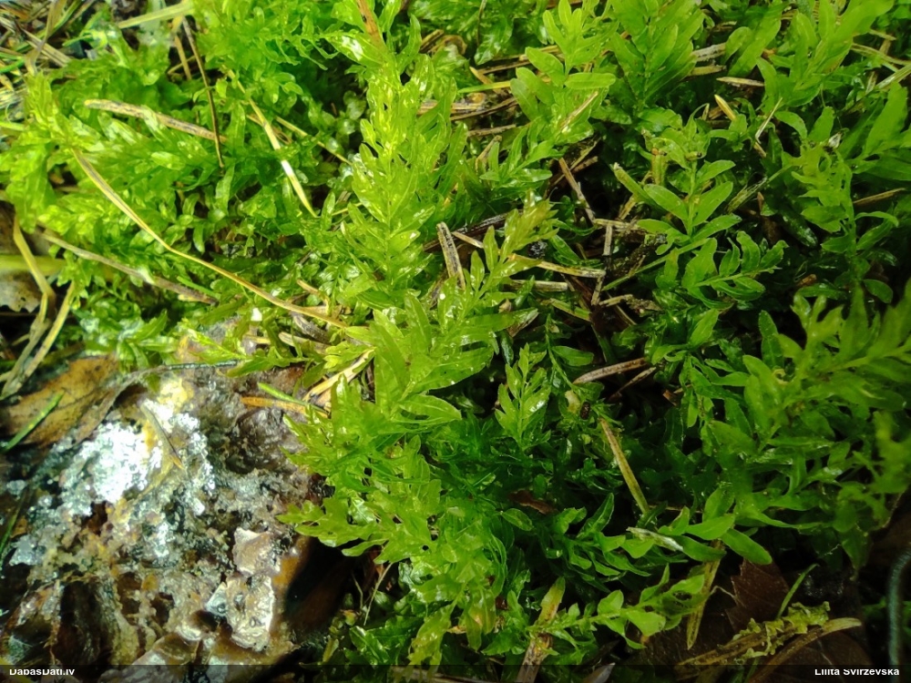 Viļņainā skrajlape