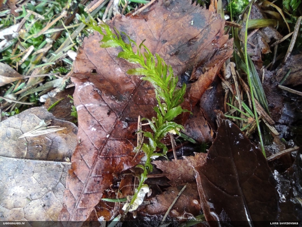 Viļņainā skrajlape