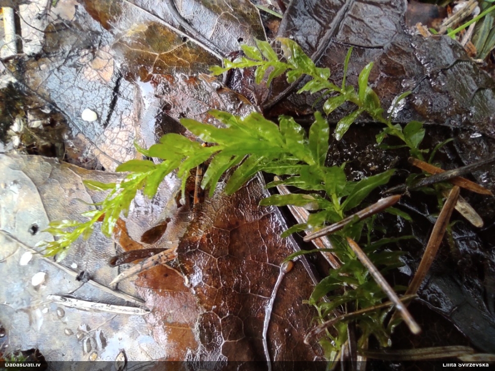 Viļņainā skrajlape