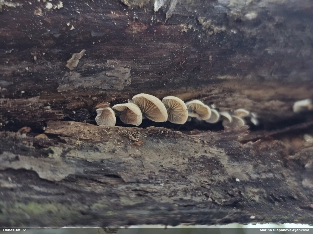 Sēdene (nenoteikta)