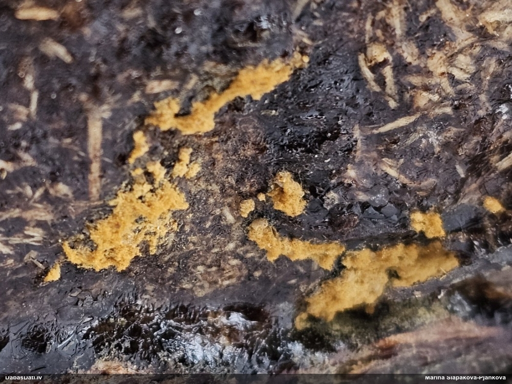 Daudzveidīgā trihija