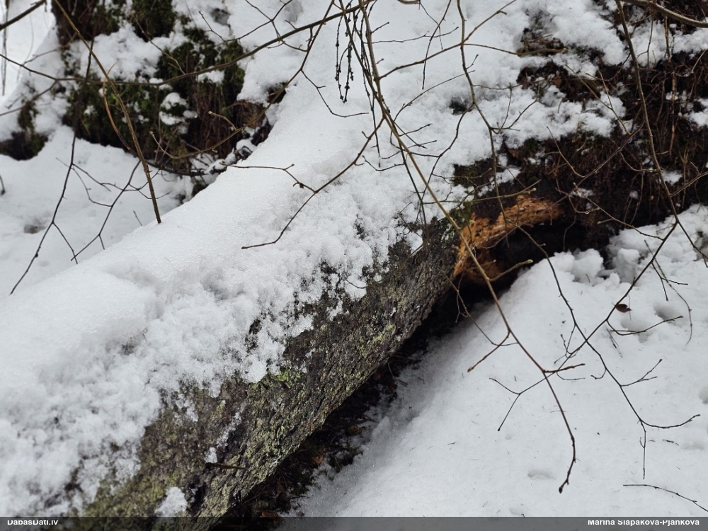 Daudzveidīgā trihija