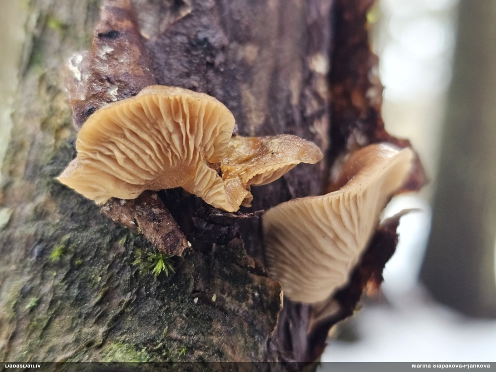 Vēlā pundurkamolene