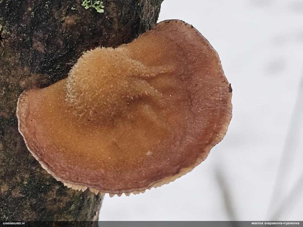 Vēlā pundurkamolene