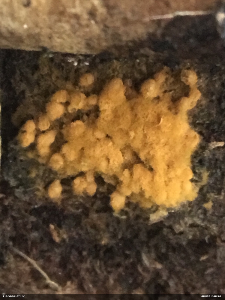 Daudzveidīgā trihija