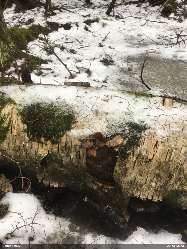 Daudzveidīgā trihija