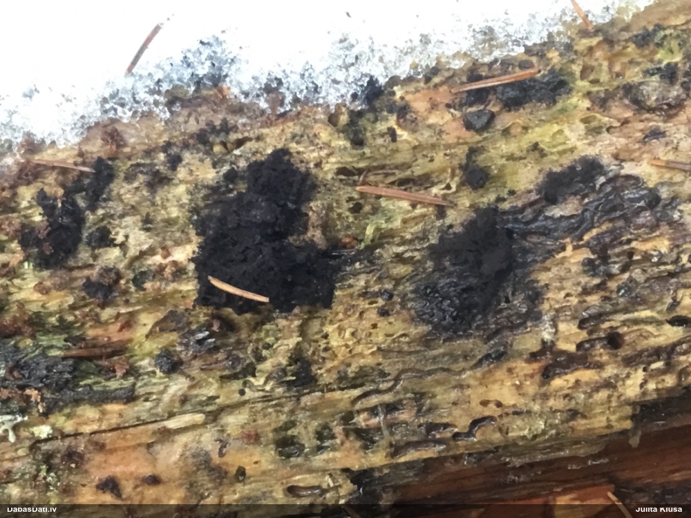 Briežtrifele (nenoteikta)