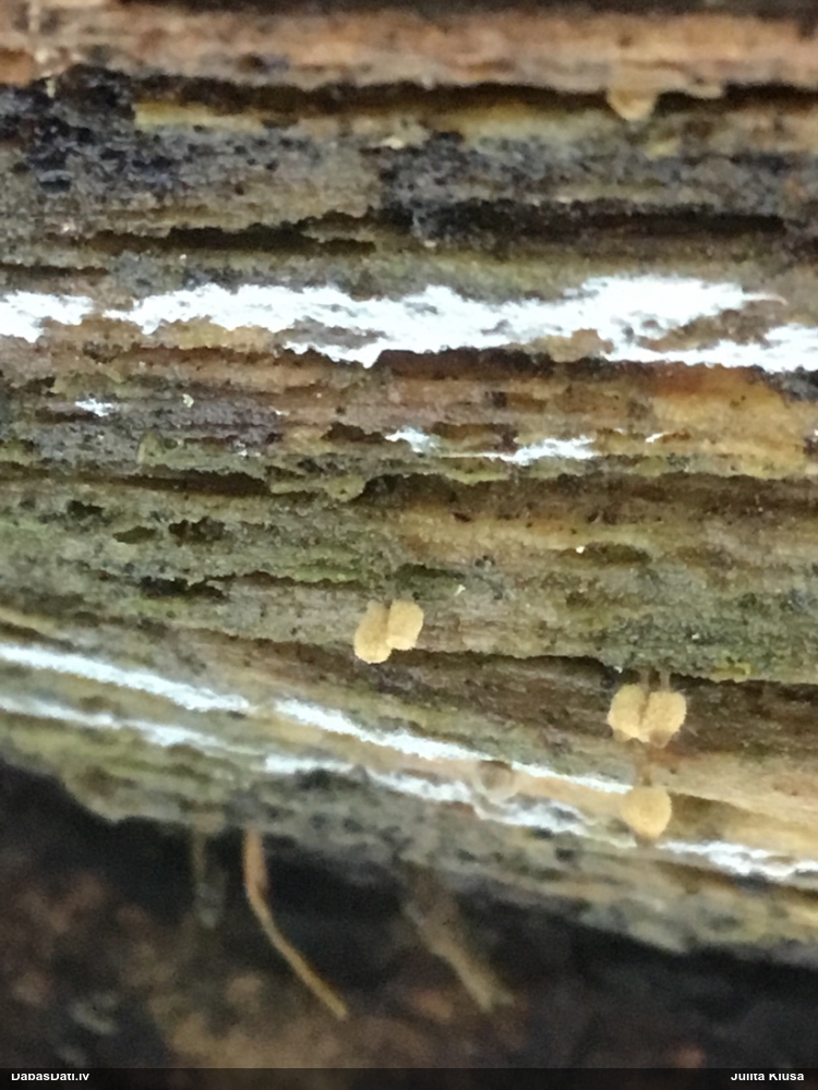 Arcīrija (nenoteikta)