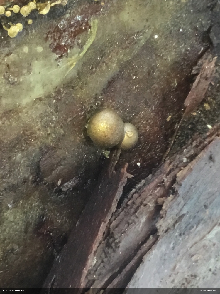 Koksnes vilkpienaine