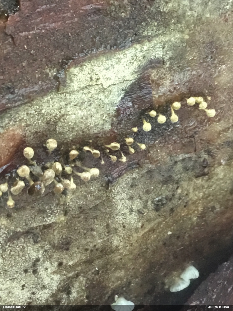 Dižskābaržu fleogena