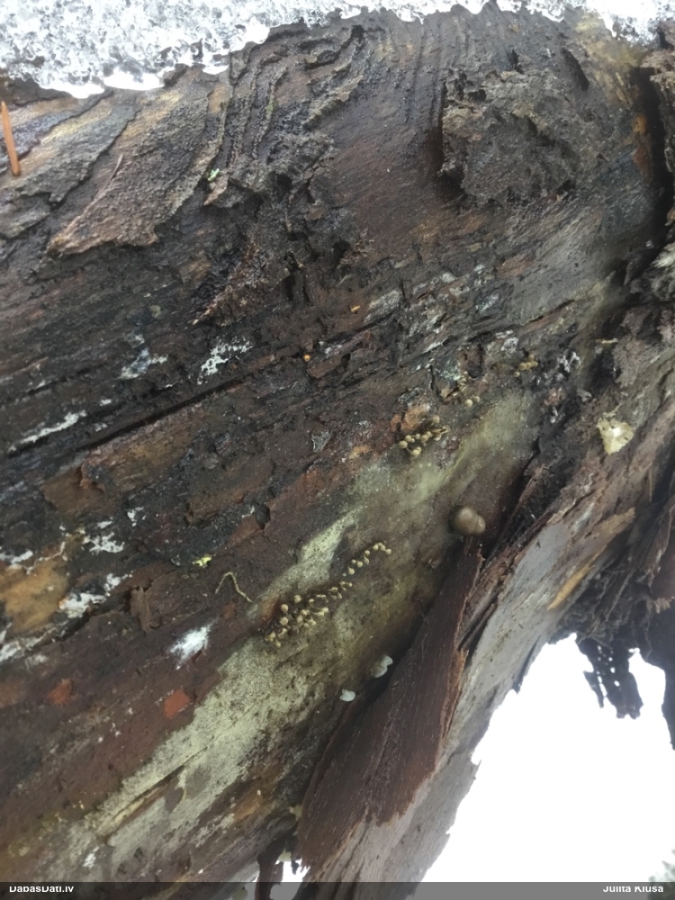 Dižskābaržu fleogena