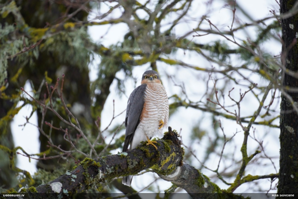 перепелятник