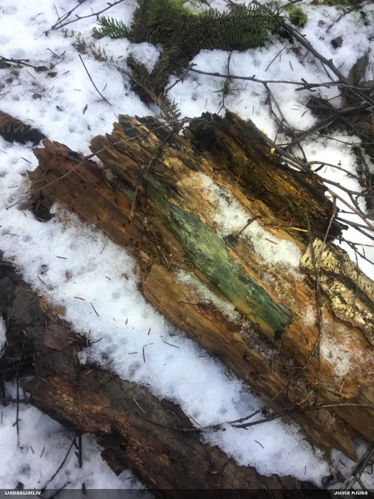 Zilzaļā hlorociborija