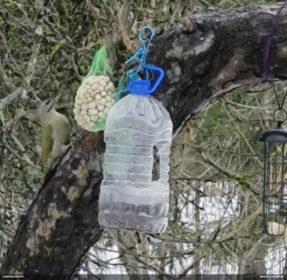 седой дятел