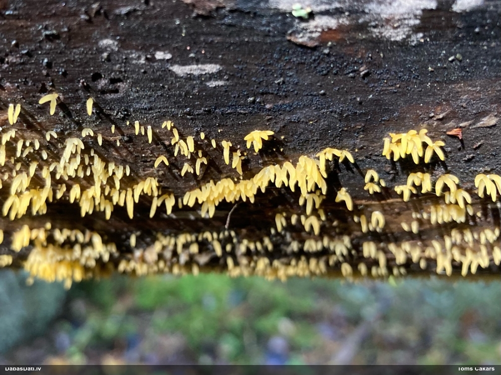 роговидная калоцера