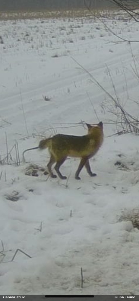 обыкновенная лисица