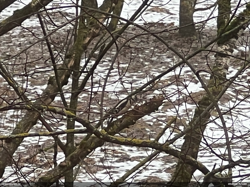 большой пестрый дятел