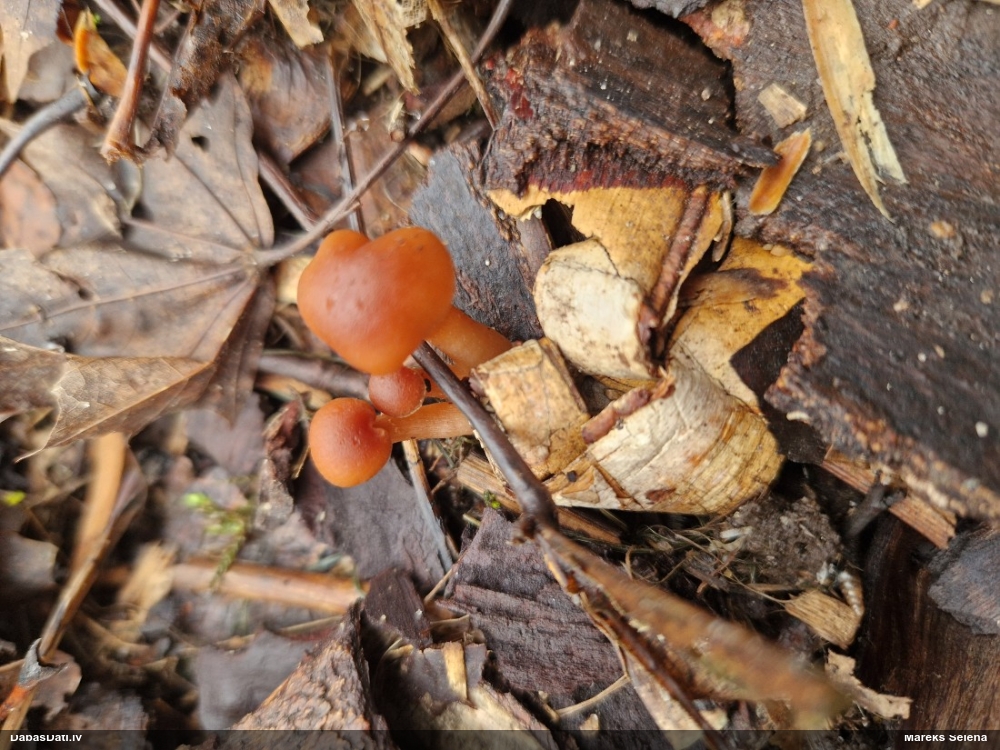 Samtainā ziemene (ziemas celmene)