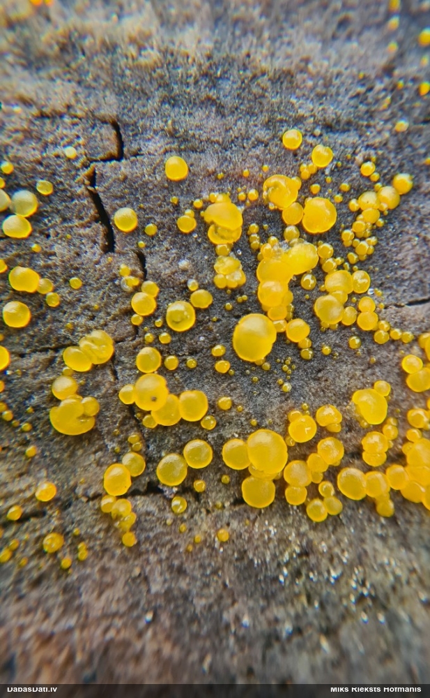 лимонно-желтая калицелла