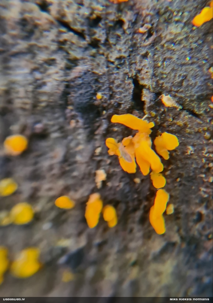 Askusēne (nenoteikta)