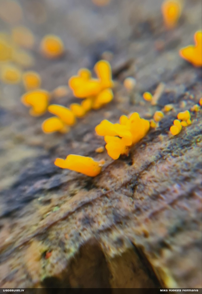 Askusēne (nenoteikta)