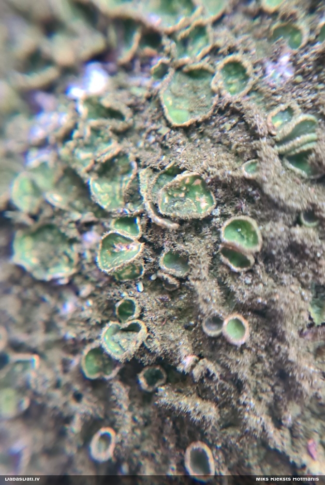 Ķērpis Melanelixia (nenoteikts)