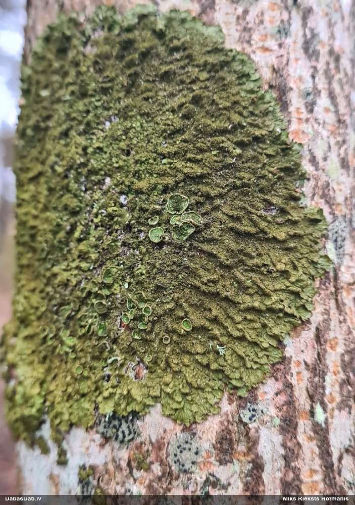 Ķērpis Melanelixia (nenoteikts)