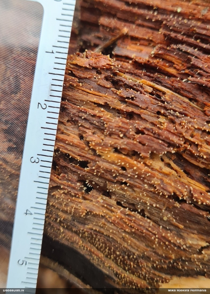 Askusēne (nenoteikta)