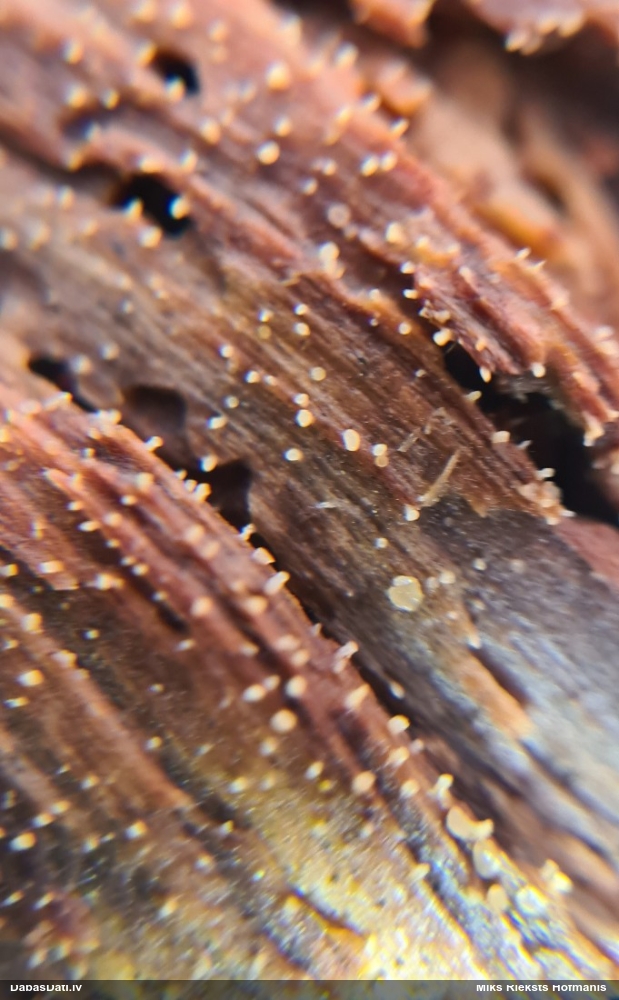 Askusēne (nenoteikta)