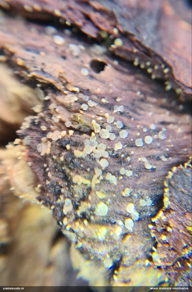 Askusēne (nenoteikta)