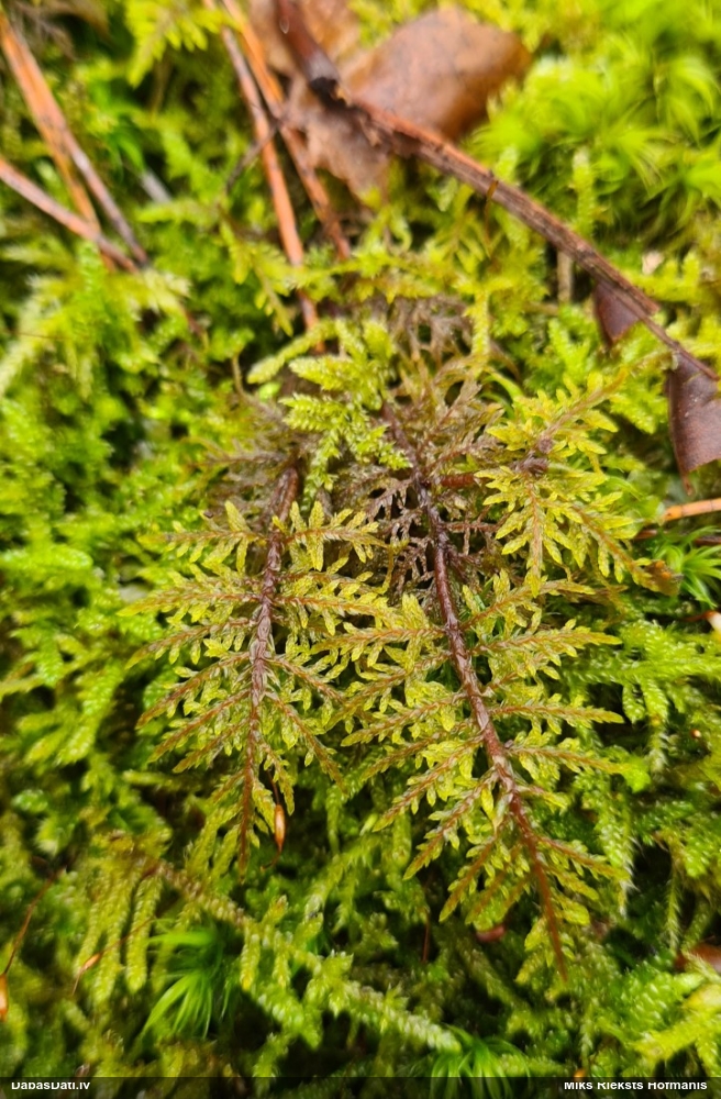 Spīdīgā stāvaine