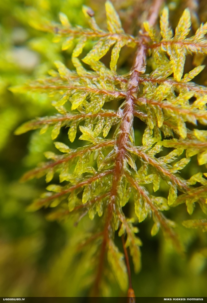 Spīdīgā stāvaine