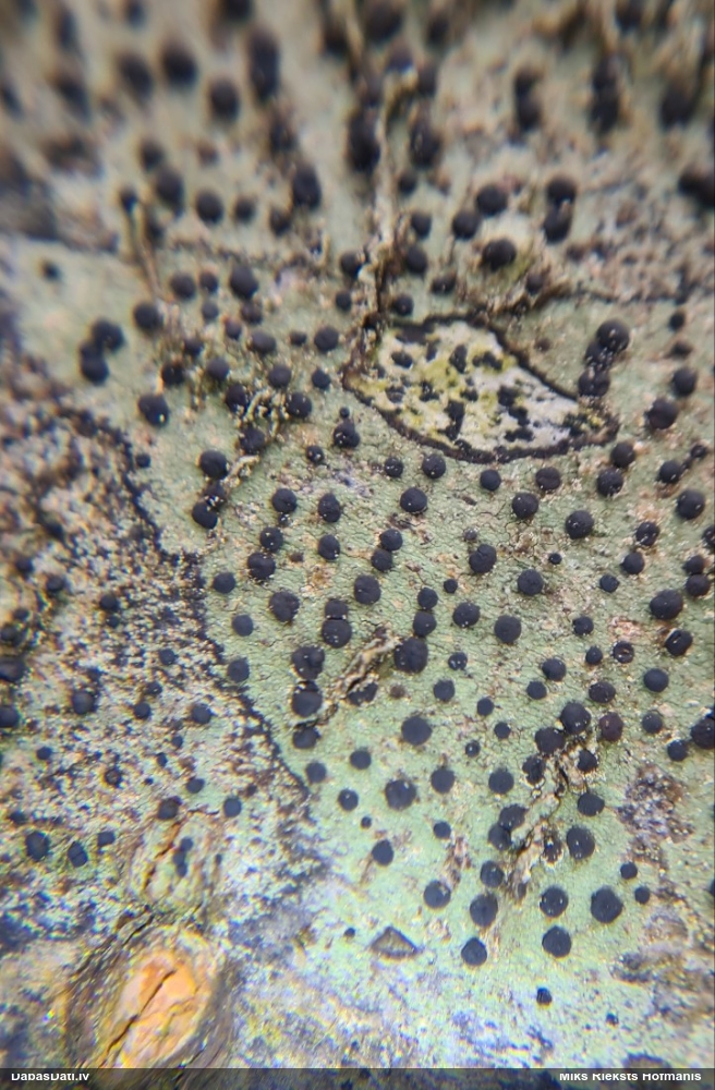 Ķērpis Lecidella elaeochroma