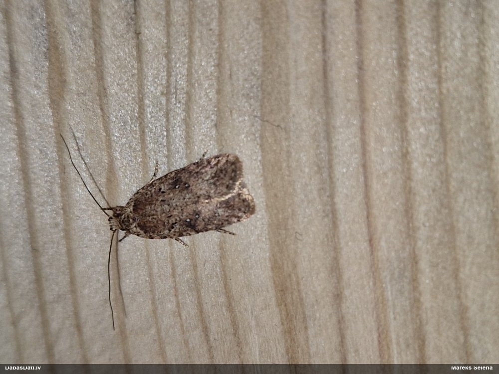 Depresārijs Agonopterix heracliana