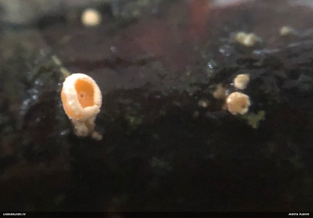 Sēne Capitotricha bicolor