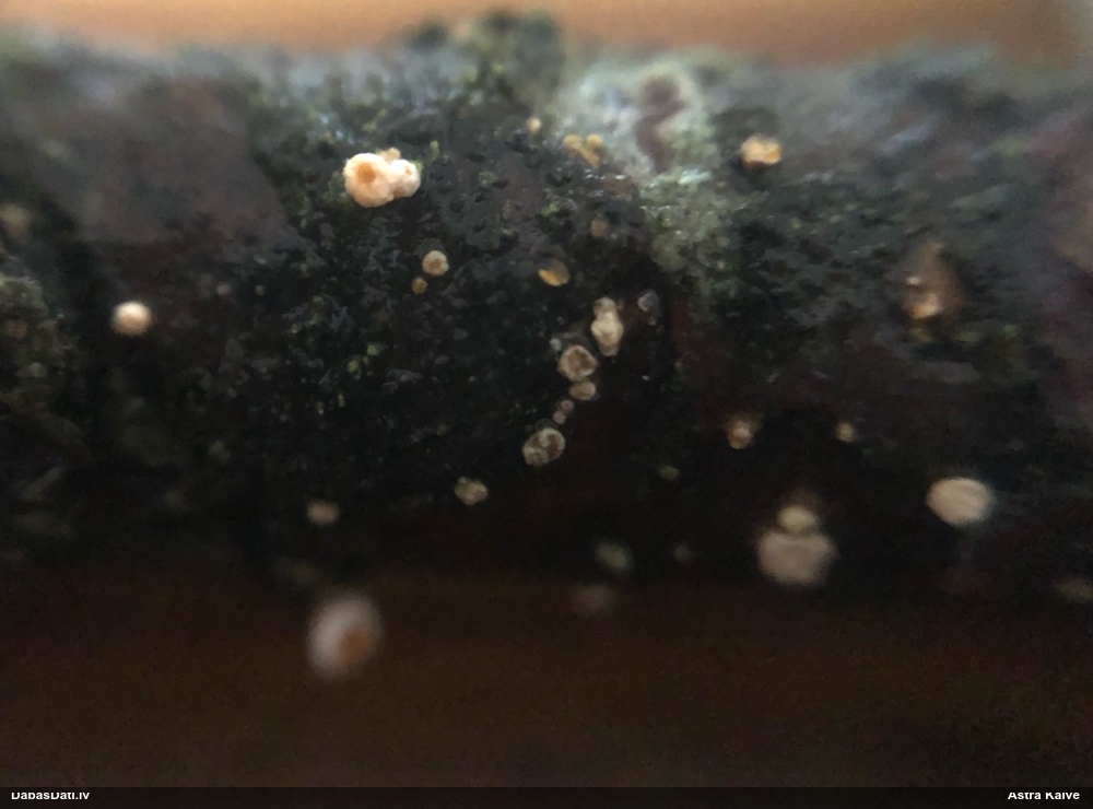 Sēne Capitotricha bicolor