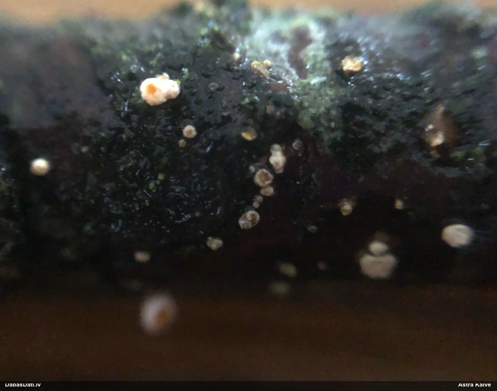 Sēne Capitotricha bicolor